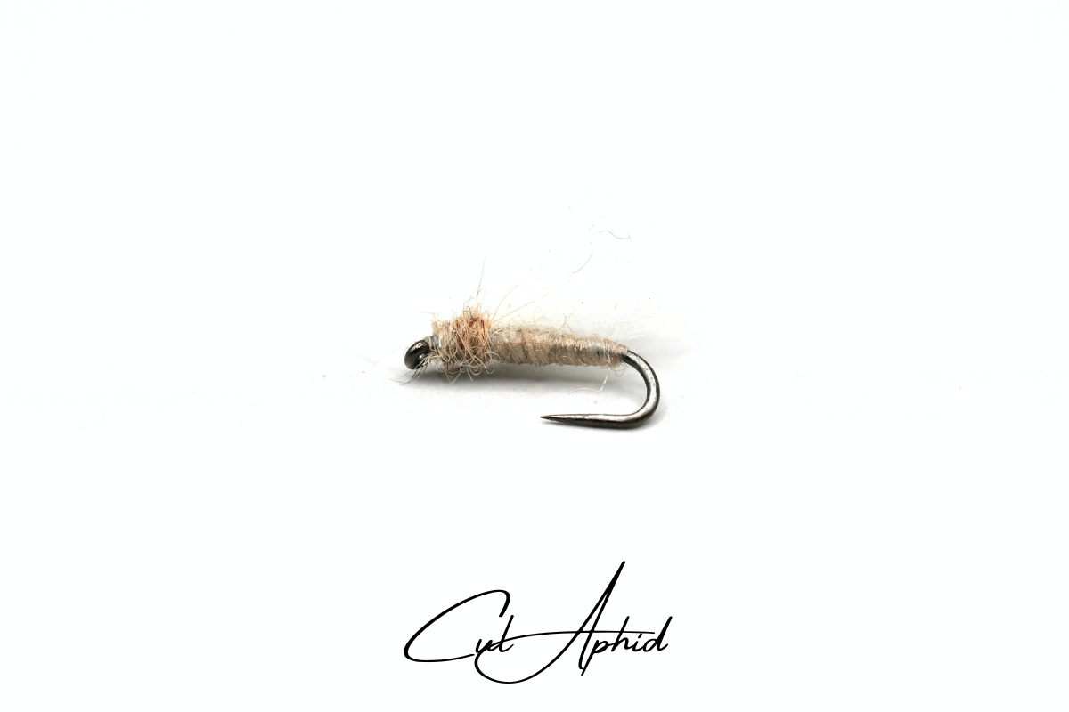 Cul Aphid