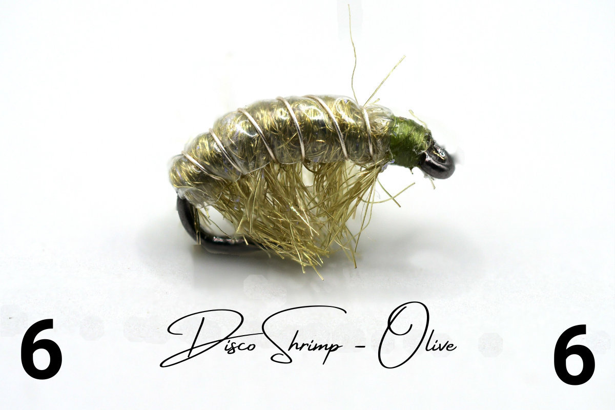 The Olive Disco Shrimp