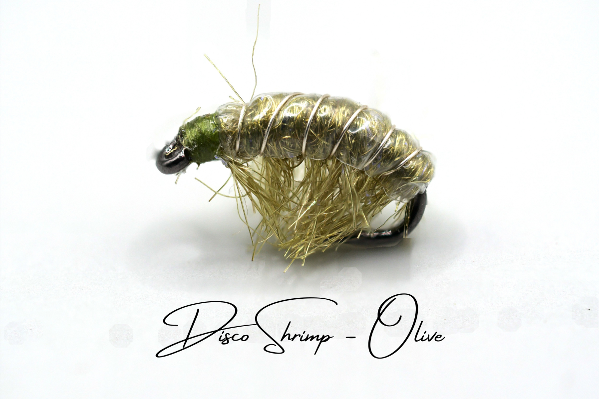 The Olive Disco Shrimp