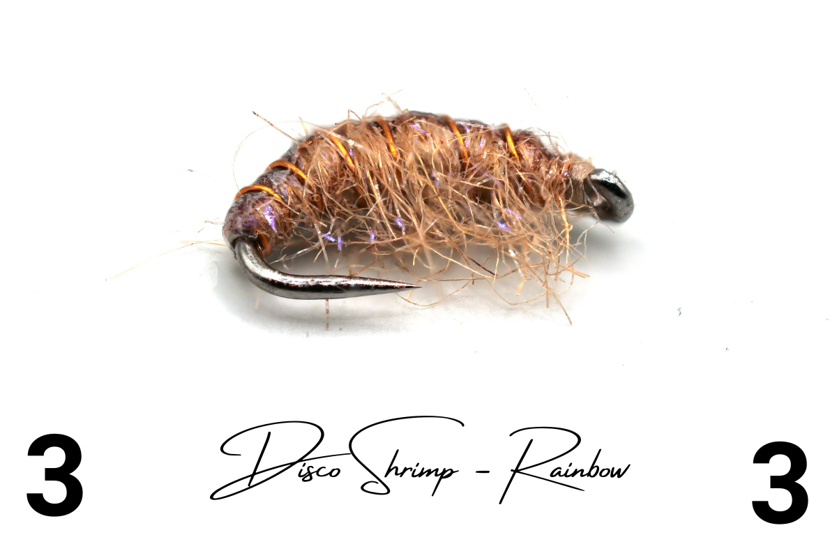The Rainbow Disco Shrimp