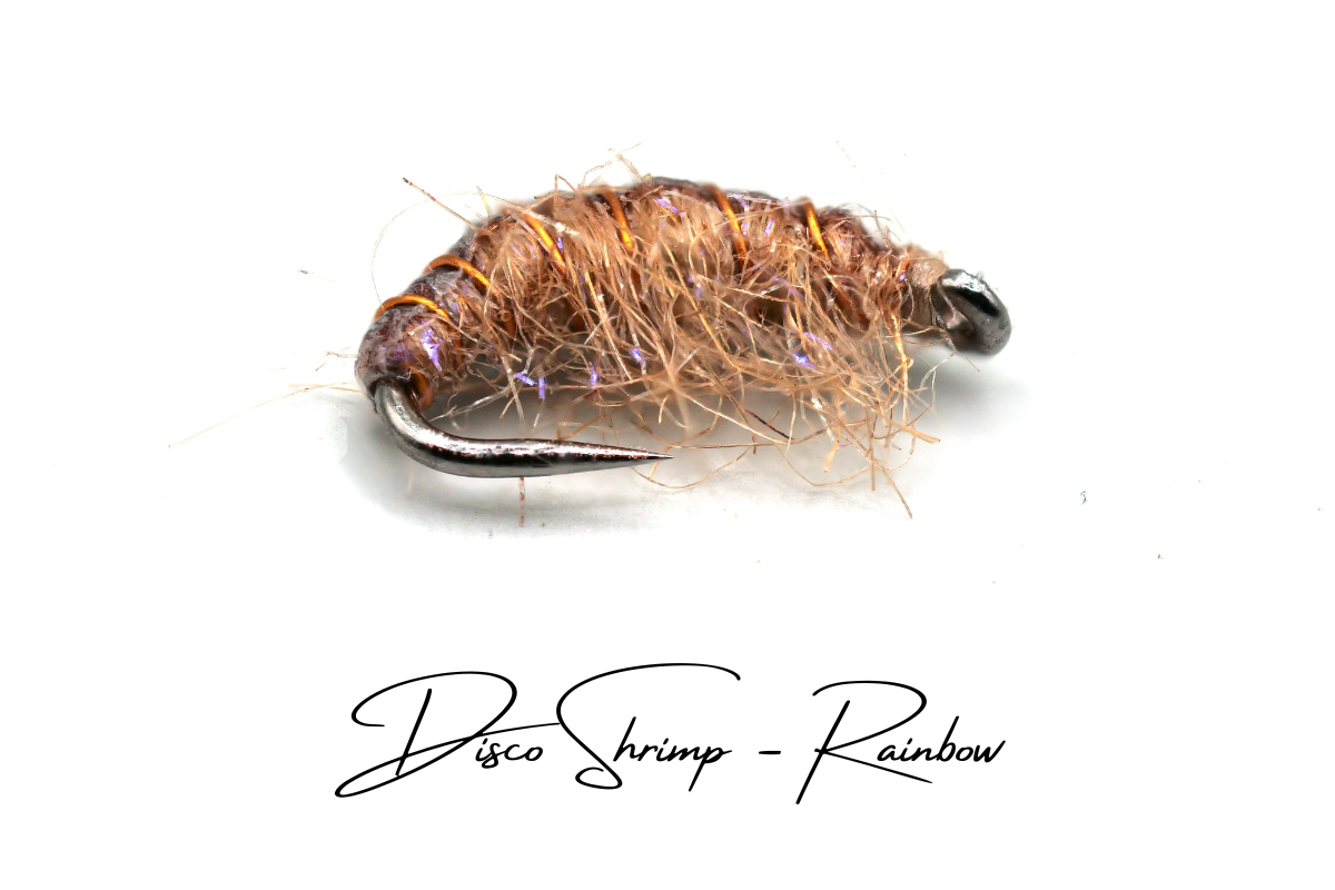 The Rainbow Disco Shrimp