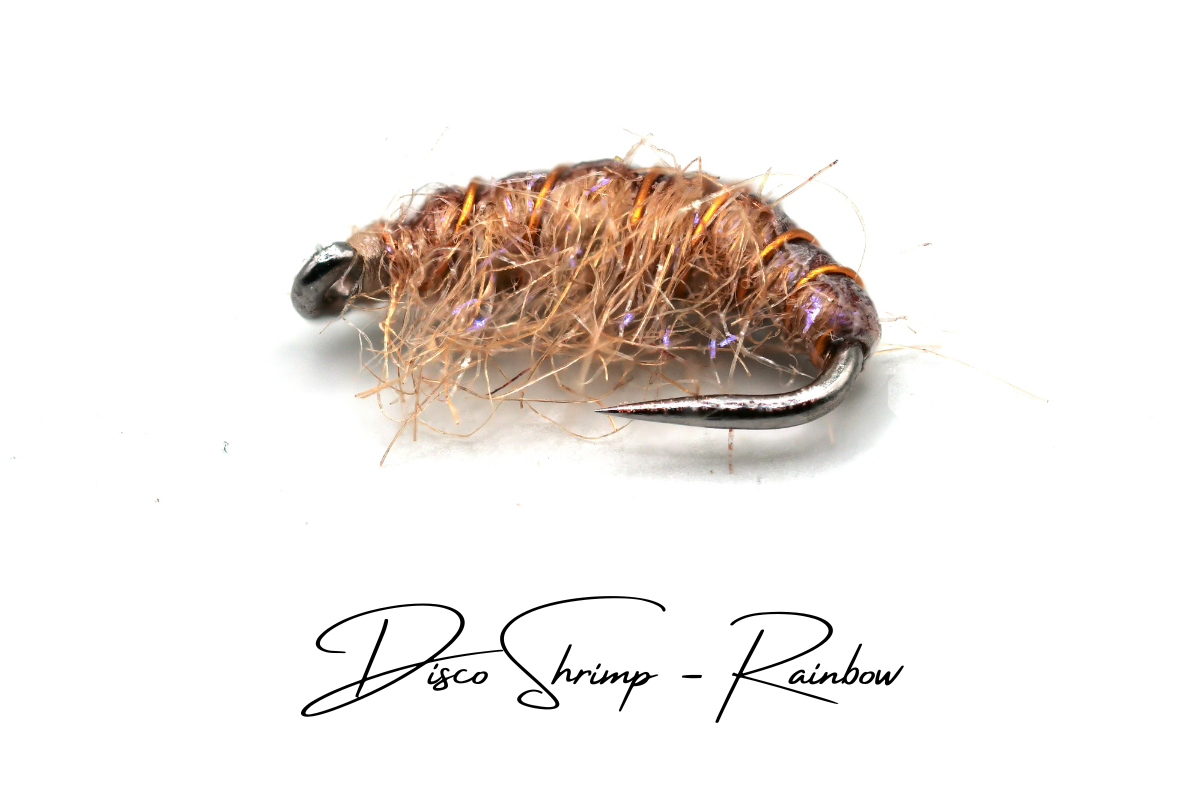 The Rainbow Disco Shrimp