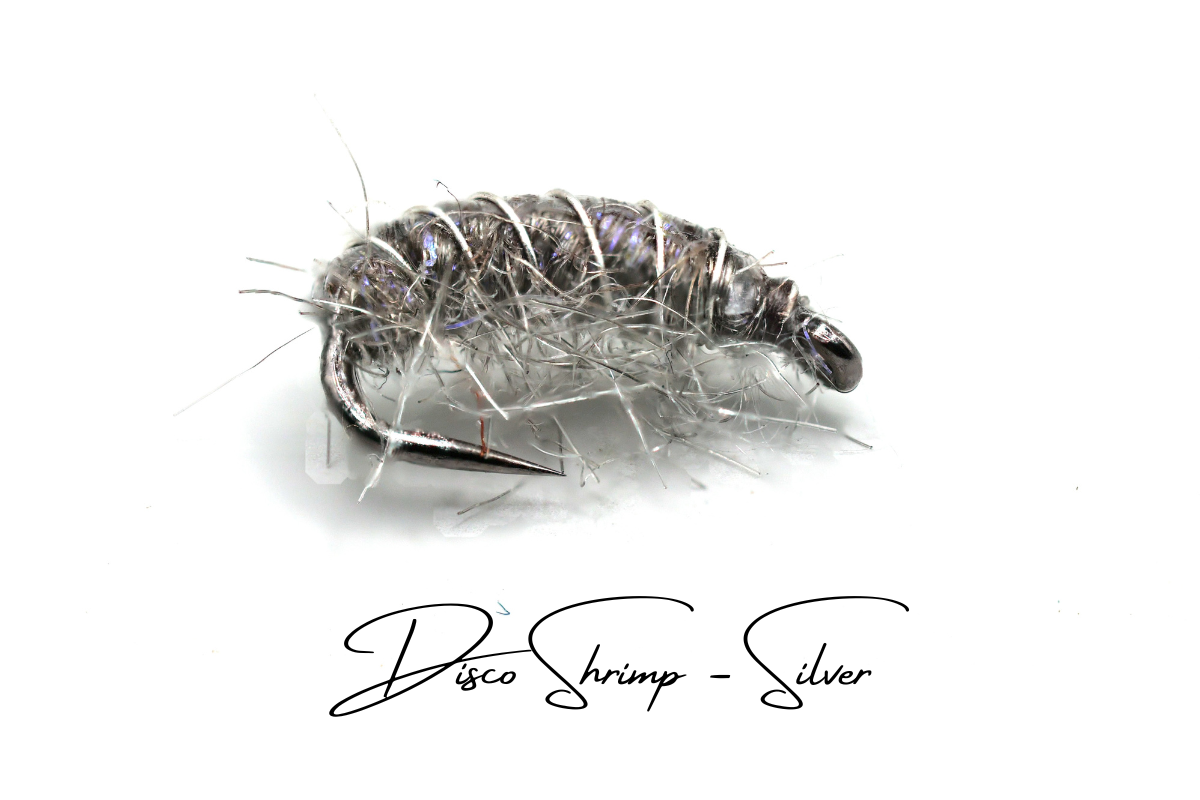 The Silver Disco Shrimp