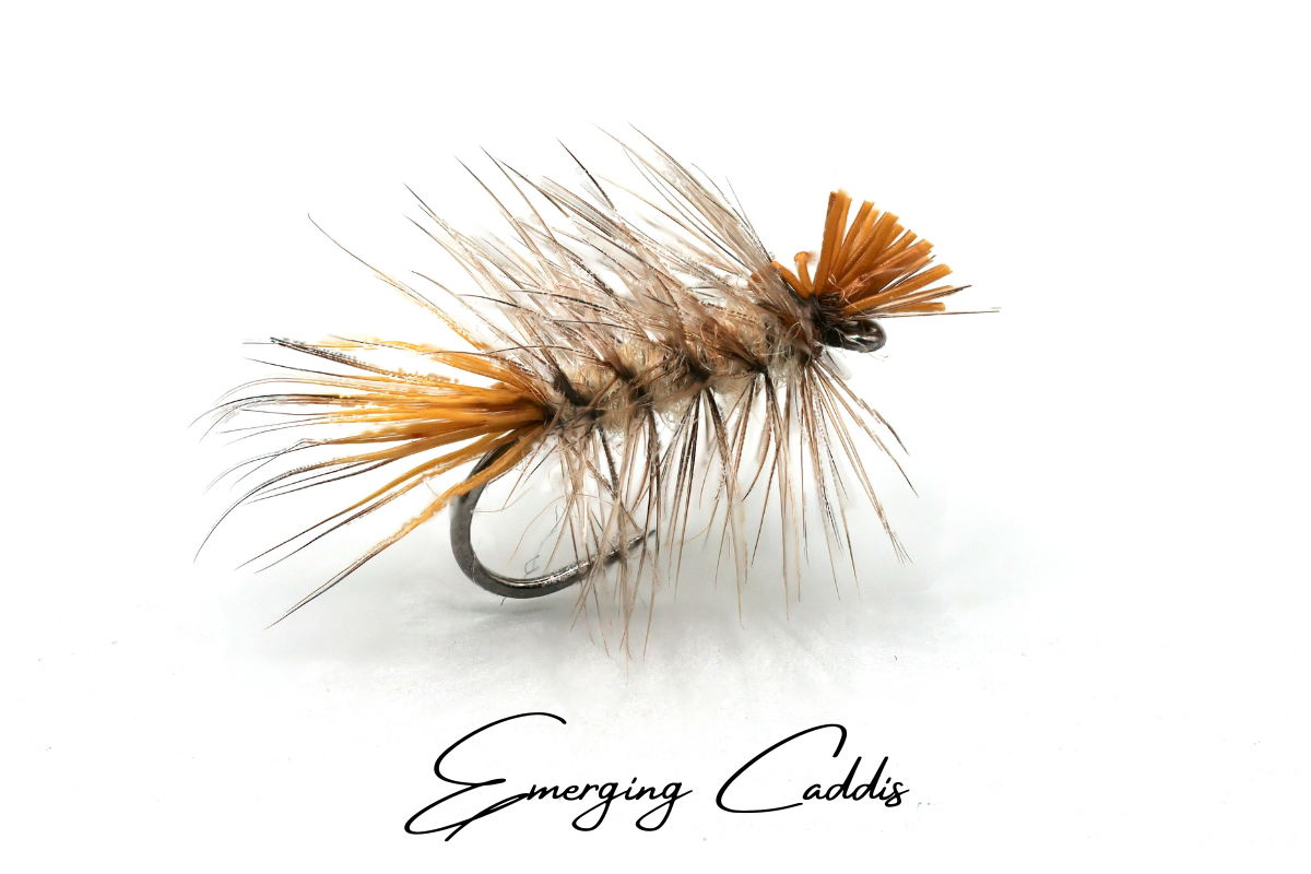 Emerging Caddis