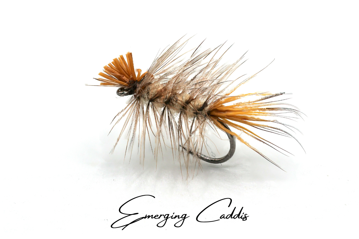 Emerging Caddis