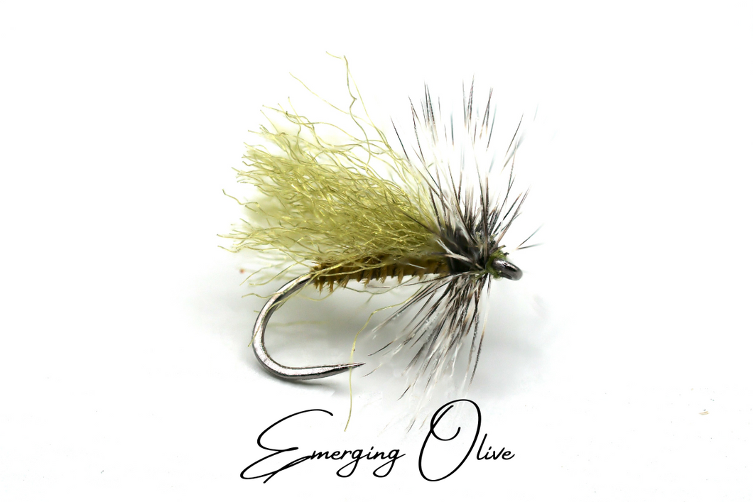 Emerging Olive