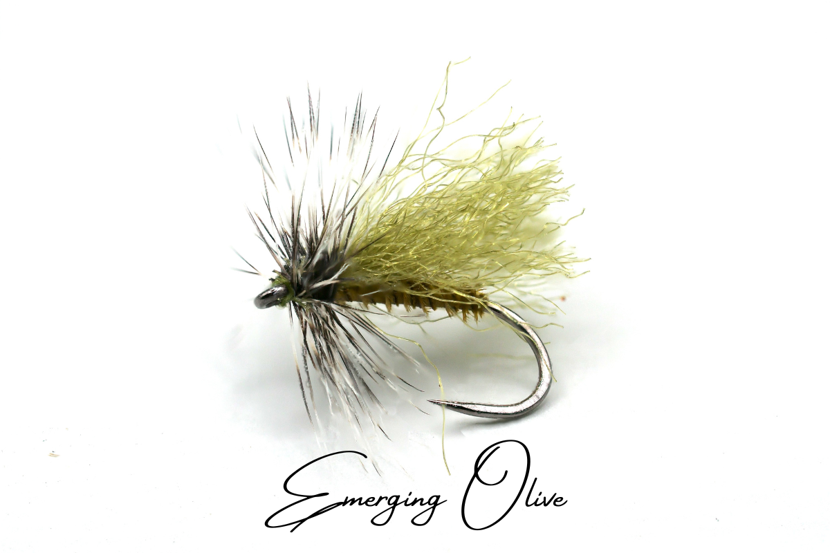 Emerging Olive