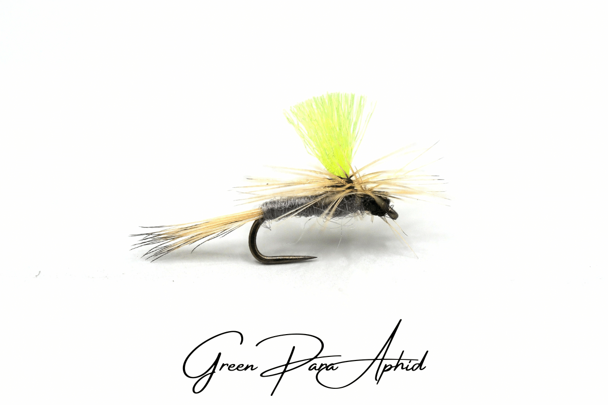 Green Para Aphid