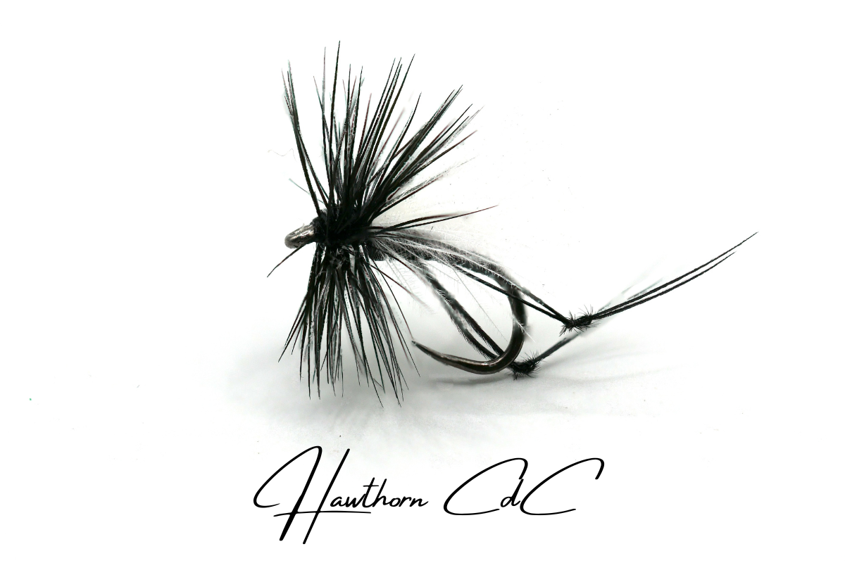 Hawthorn CdC
