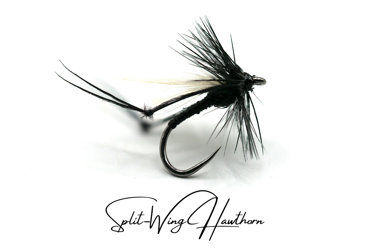 Hawthorn Fly