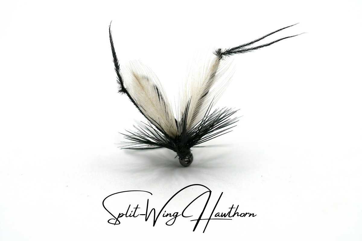 Hawthorn Fly