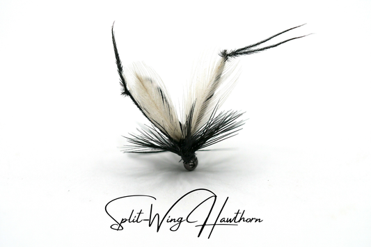 Hawthorn Fly