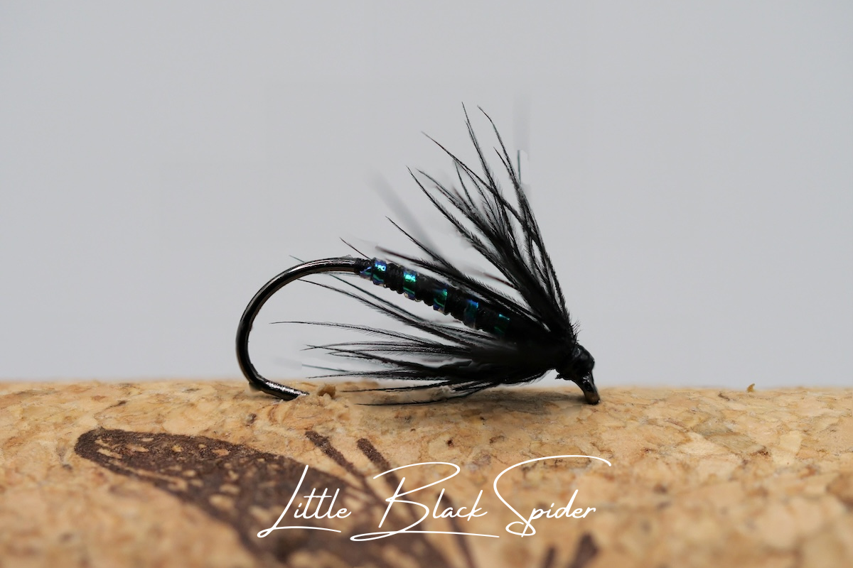 Little Black Spider