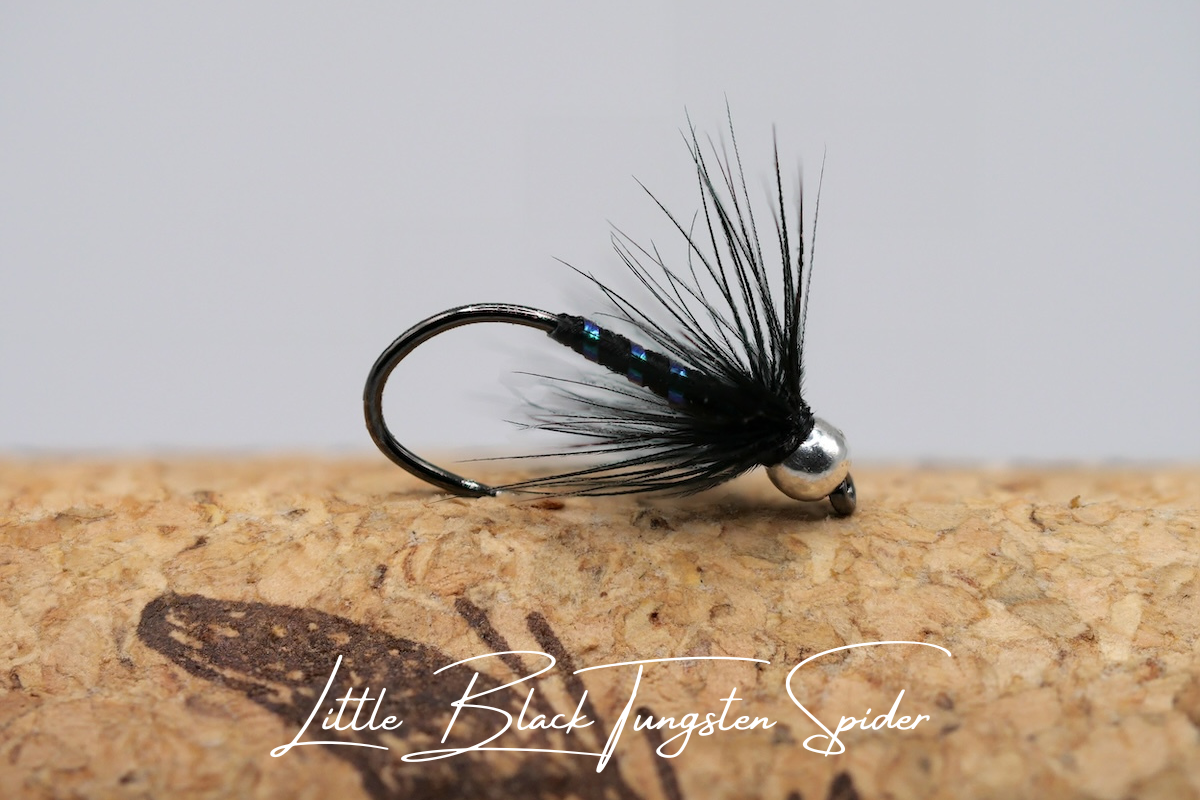 Little Black Tungsten Spider