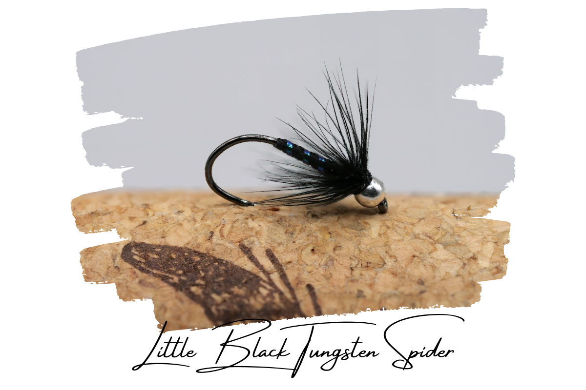 Little Black Tungsten Spider