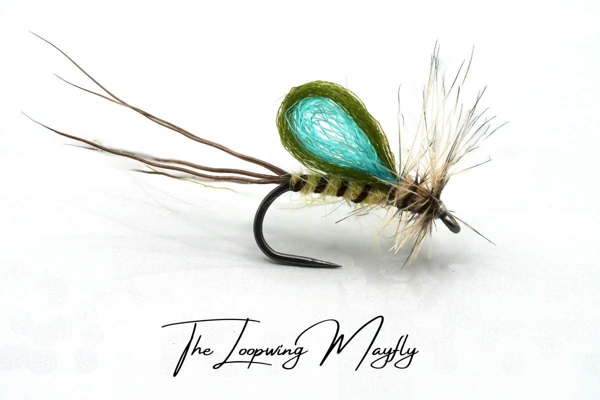 Loopwing Mayfly