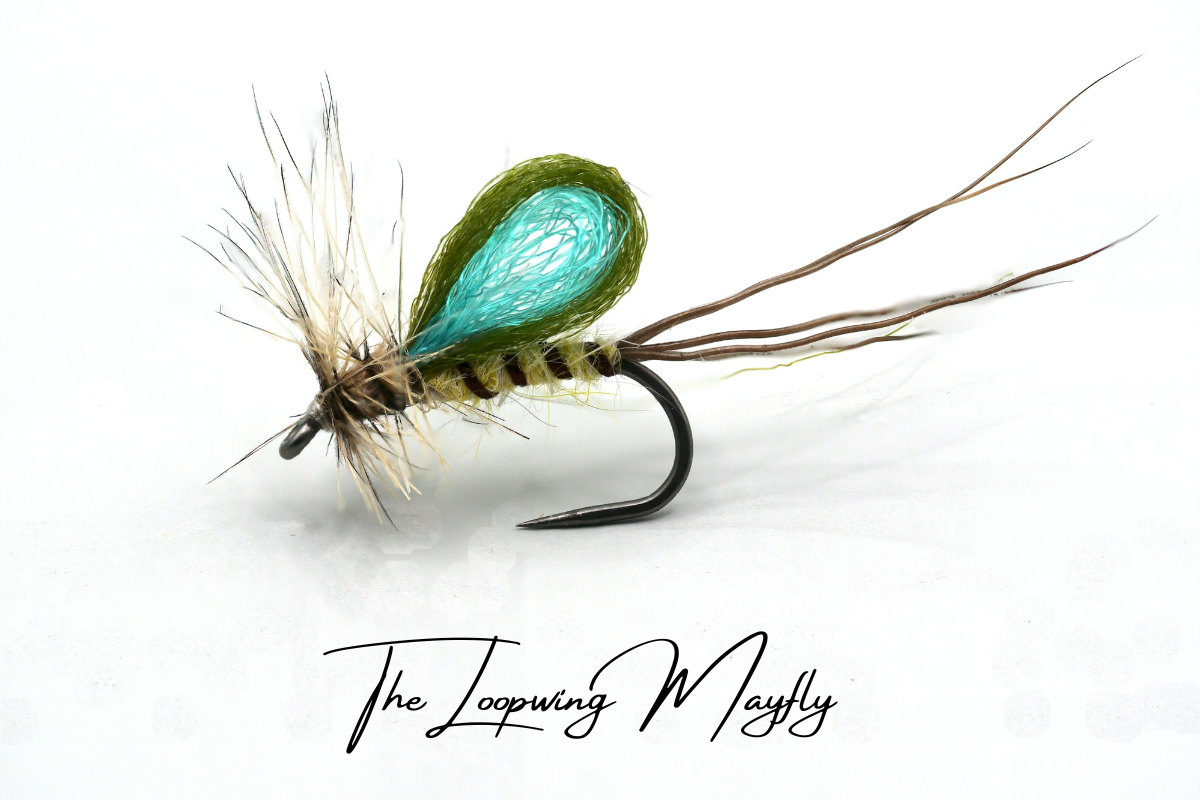 Loopwing Mayfly