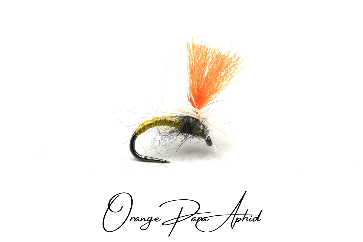 Orange Para Aphid