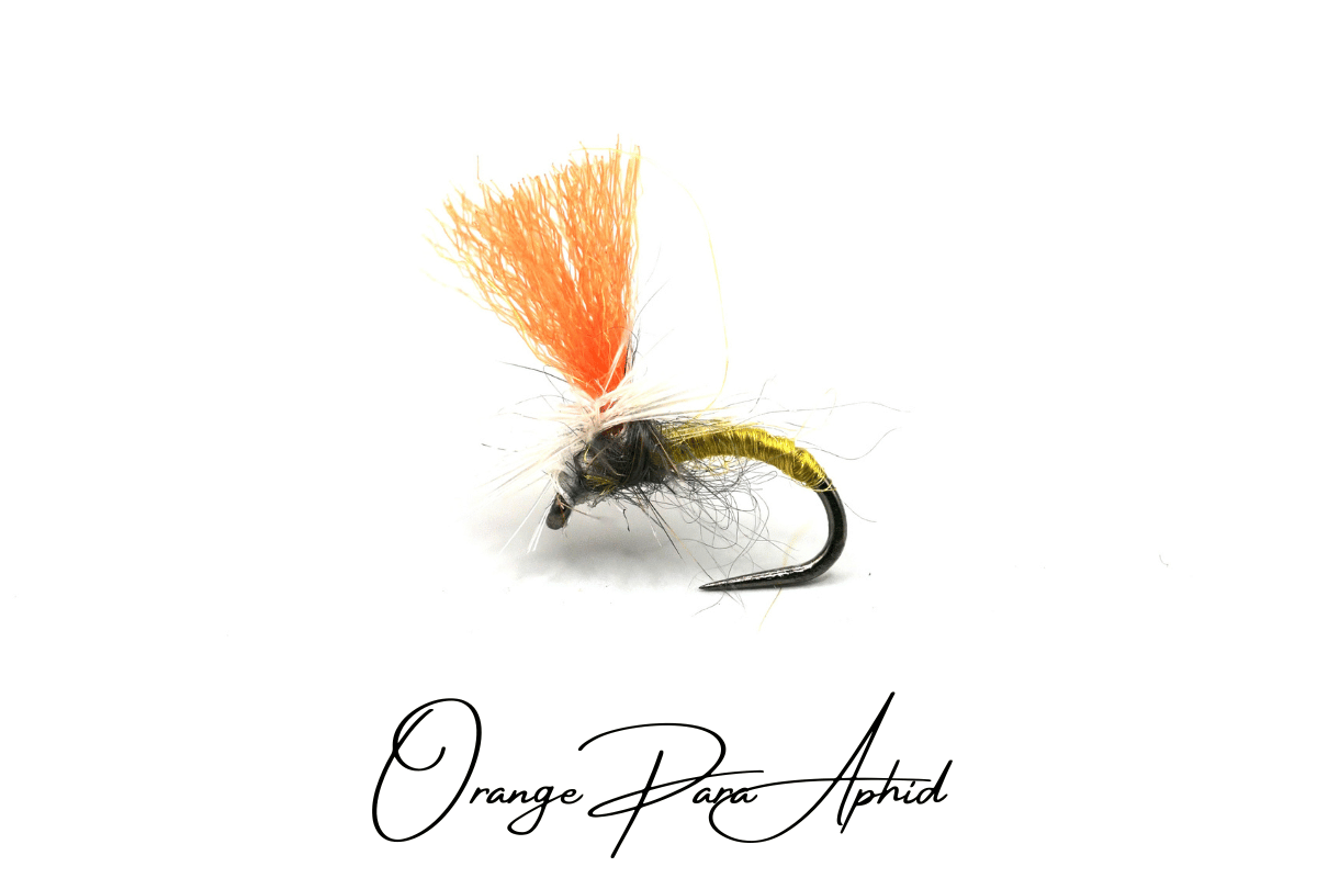 Orange Para Aphid