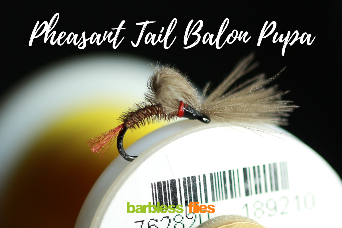 Bosnian Balon Pupa Selection