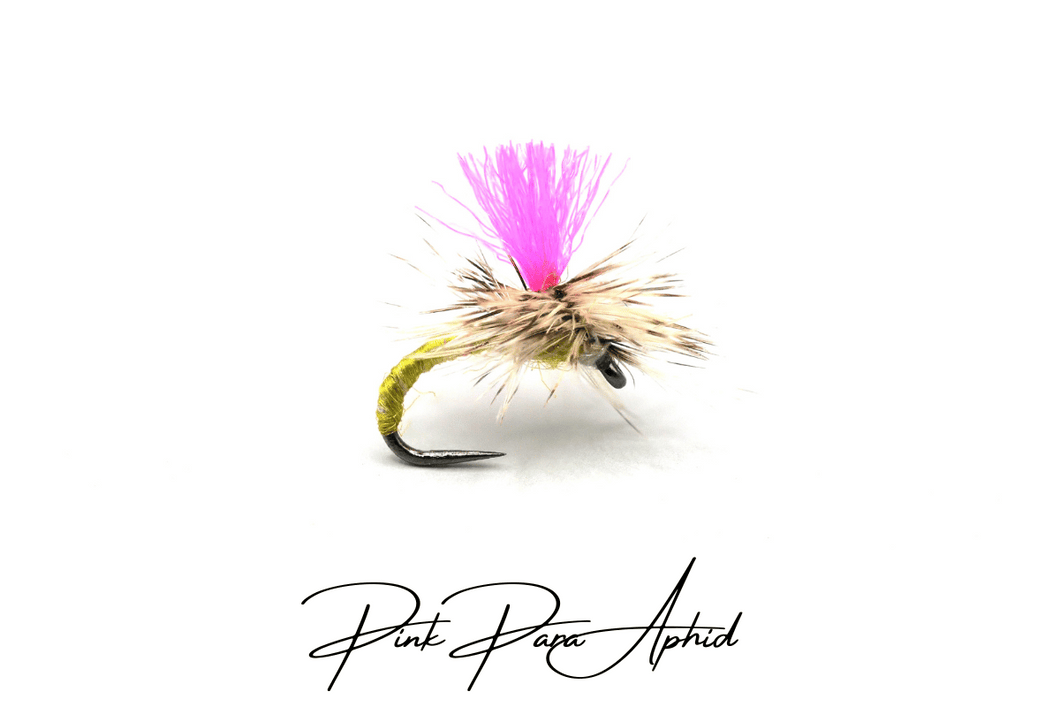 Pink Para Aphid