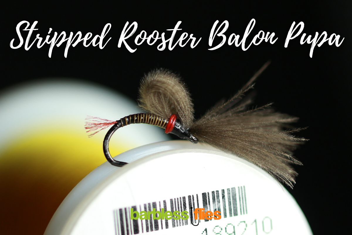 Bosnian Balon Pupa Selection