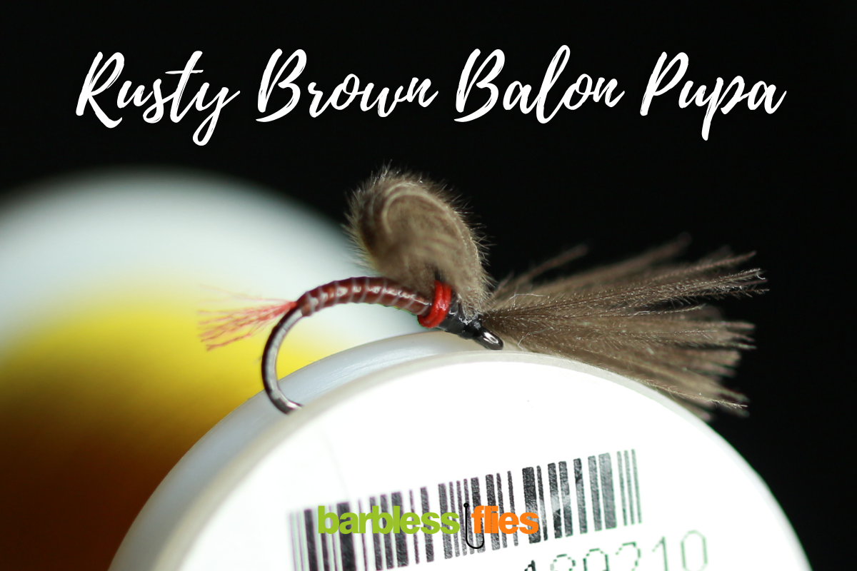 Bosnian Balon Pupa Selection