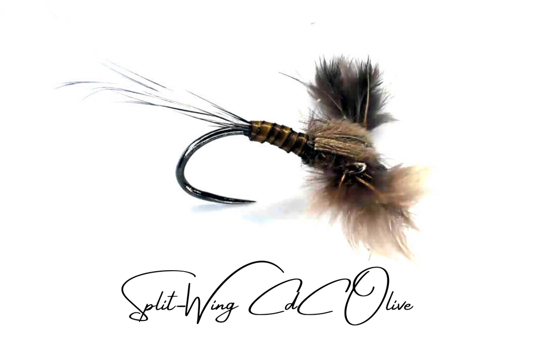 Split-Wing BWO - Specialist Dry