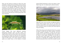 Load image into Gallery viewer, FLY Series: Streamer Fishing Tactics
