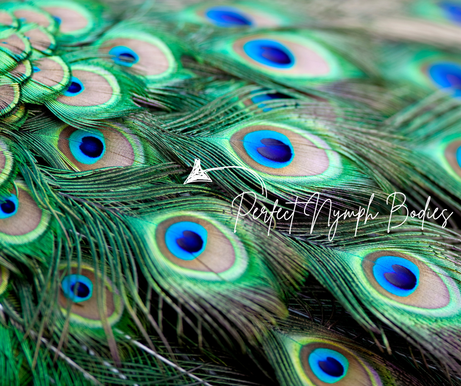 The Tungsten Peacock Herl Selection