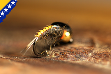 Load image into Gallery viewer, Bosnian Secret Autumn &amp; Winter Nymphs
