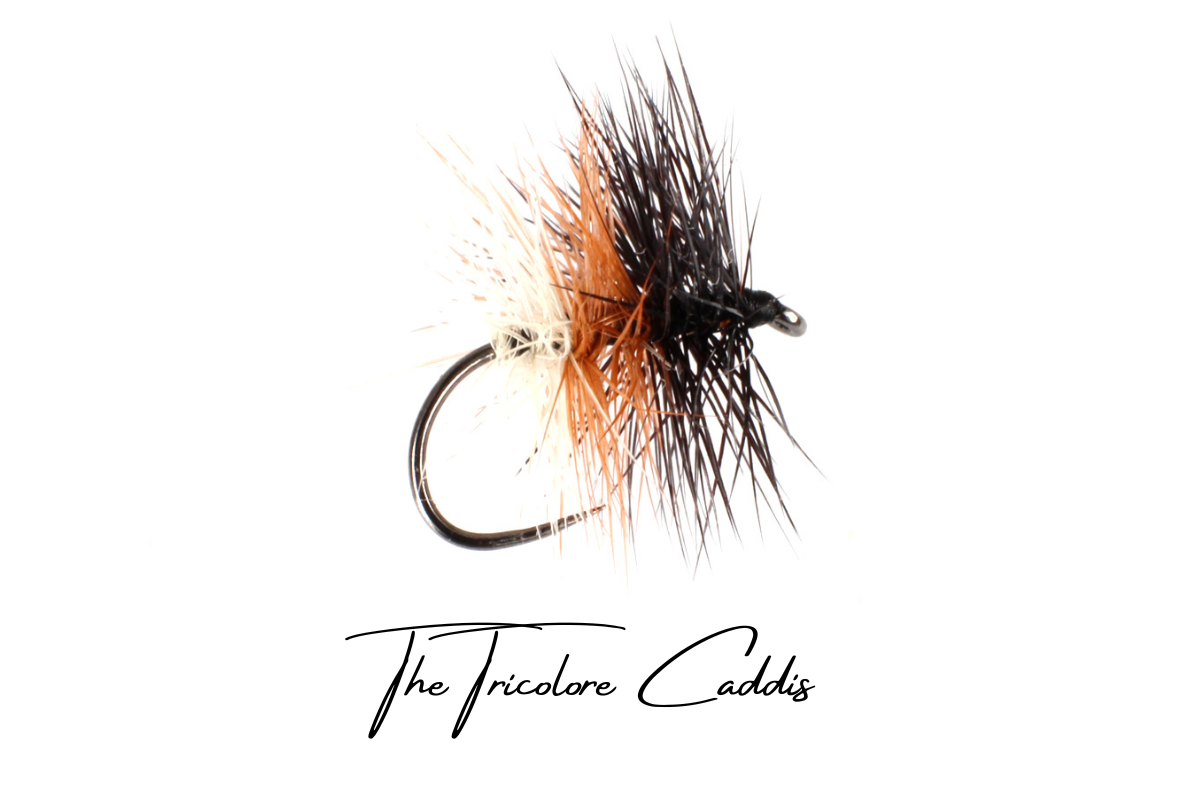 Tri-Colour Caddis (Tricolore)