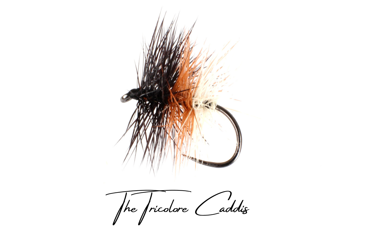 Tri-Colour Caddis (Tricolore)