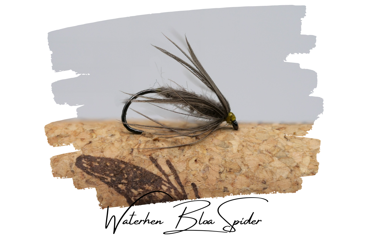 Waterhen Bloa Spider