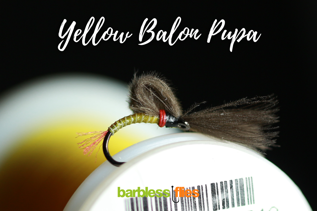 Bosnian Balon Pupa Selection