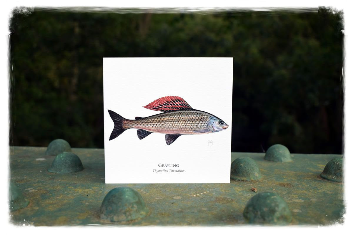 Grayling Nymphs (Selections)