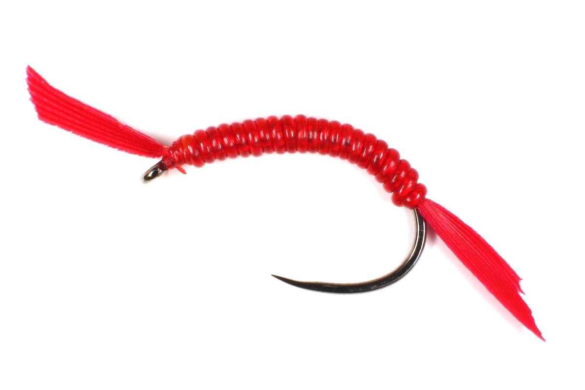 Polish Bloodworm