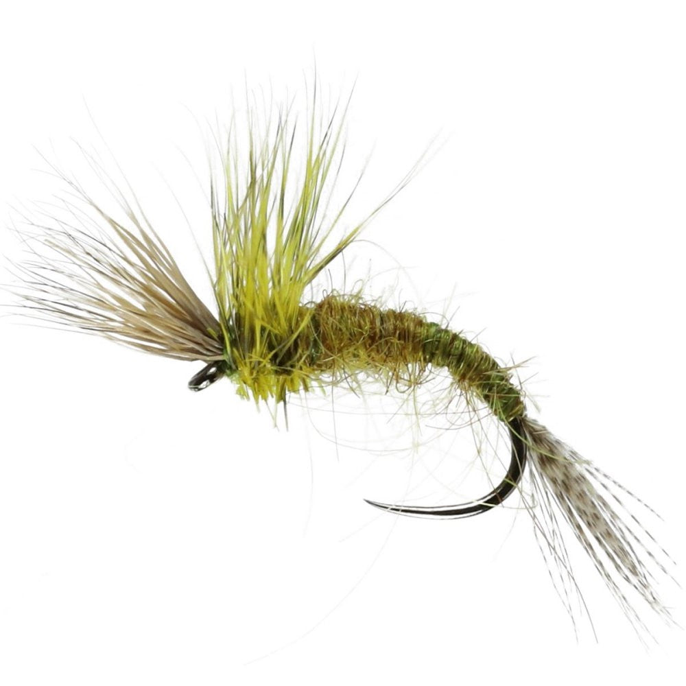 Olive Skater
