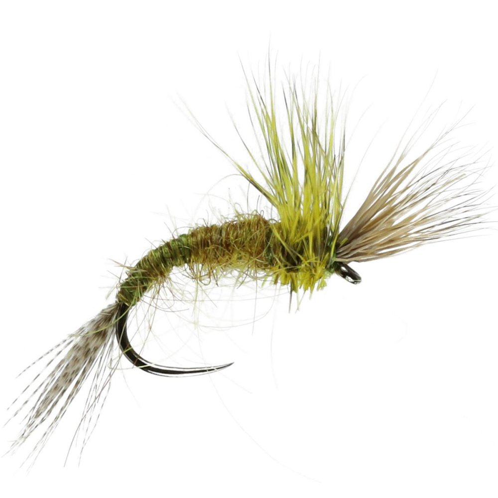Olive Skater