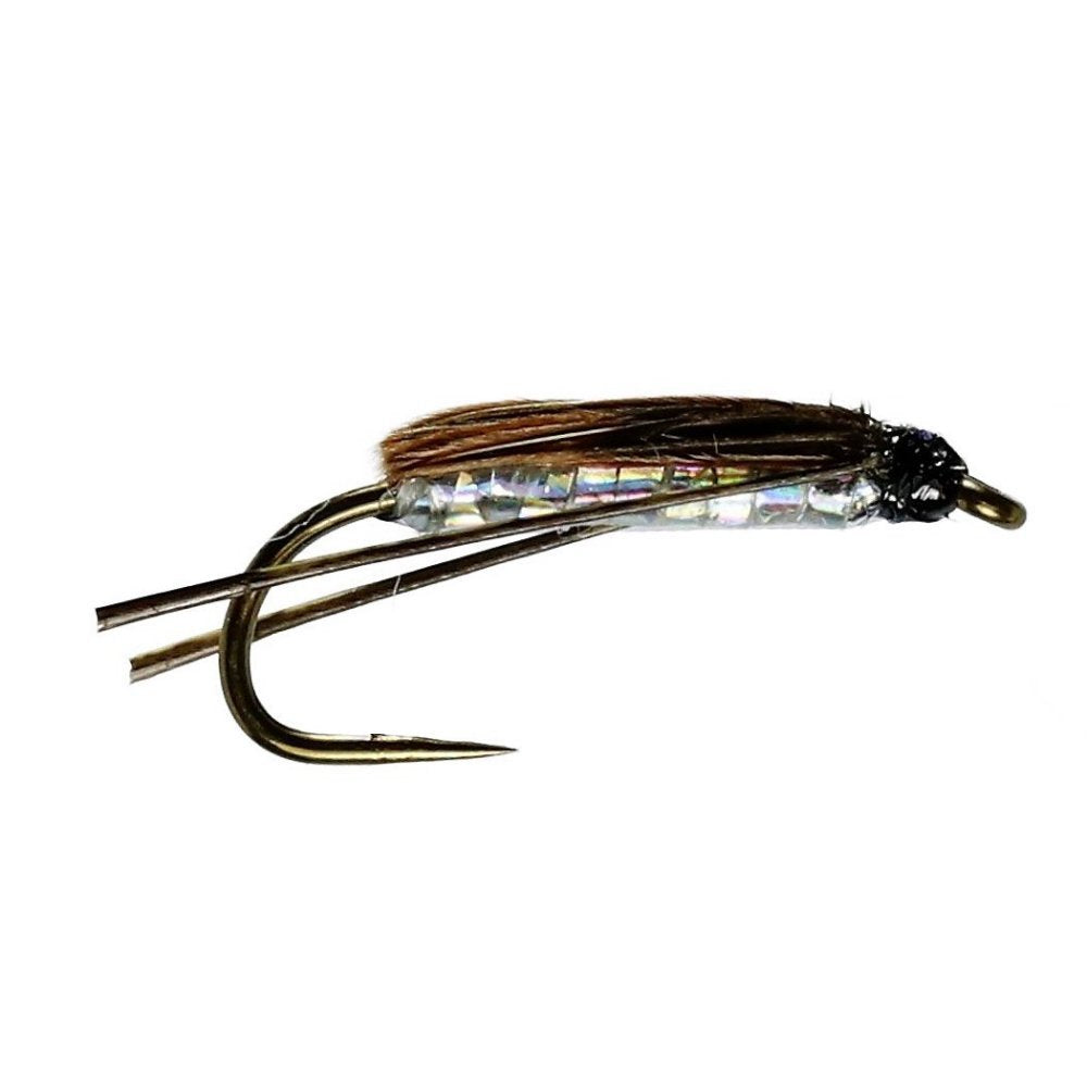 SIlver Corixa (Water Boatman)