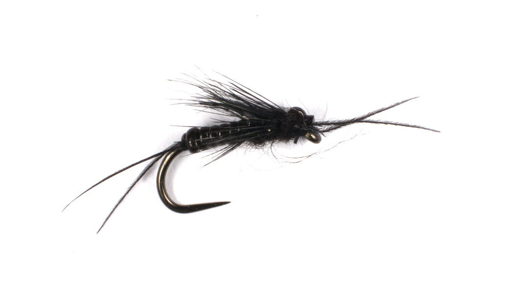 Black Stonefly