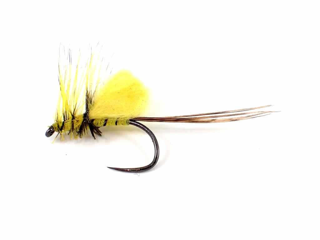 Yellow Loopwing Mayfly