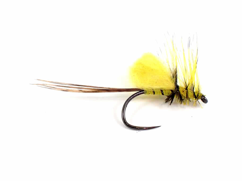 Yellow Loopwing Mayfly
