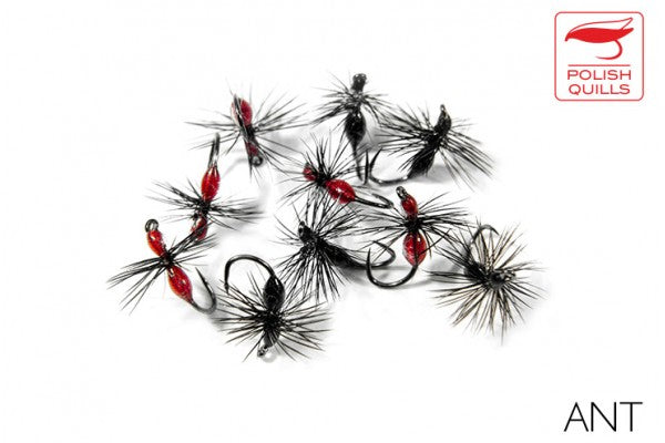 Polish Quills Ants