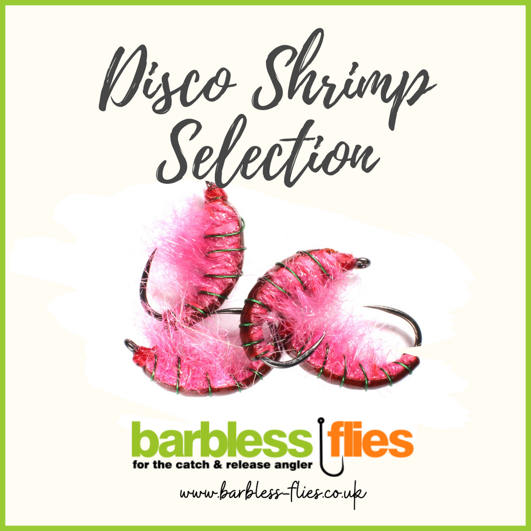 Disco Shrimp Selection