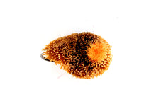 Load image into Gallery viewer, Carp Selection
